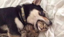 二狗爆料谢航视频播放在线观看,谢航视频在线播放，独家揭秘幕后真相